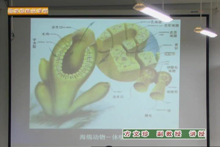 动物生物学，厦门大学，主讲：陈小麟 37讲，网盘下载(4.62G)