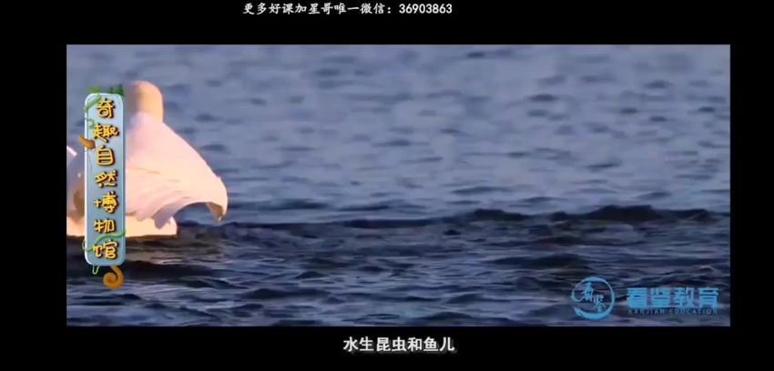 小灯塔奇趣自然博物馆，网盘下载(280.62M)