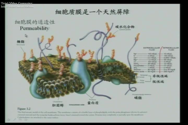 人体及动物生理学，北京师范大学，主讲：孙颖郁 39讲，网盘下载(7.97G)